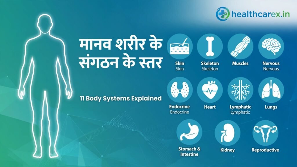 मानव शरीर के संगठन के स्तर और 11 प्रमुख प्रणालियाँ
